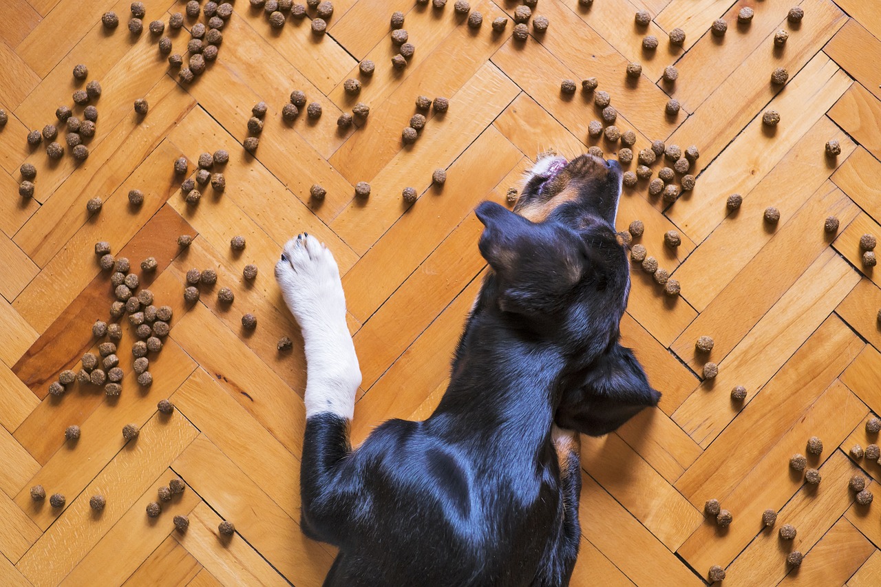 How to Choose a Vet-Recommended Pet Food